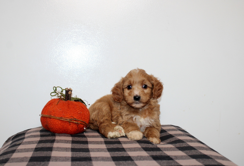 puppy, for, sale, , Matthew B. Stoltzfus, dog, breeder, Gap, PA, dog-breeder, puppy-for-sale, forsale, nearby, find, puppyfind, locator, puppylocator, aca